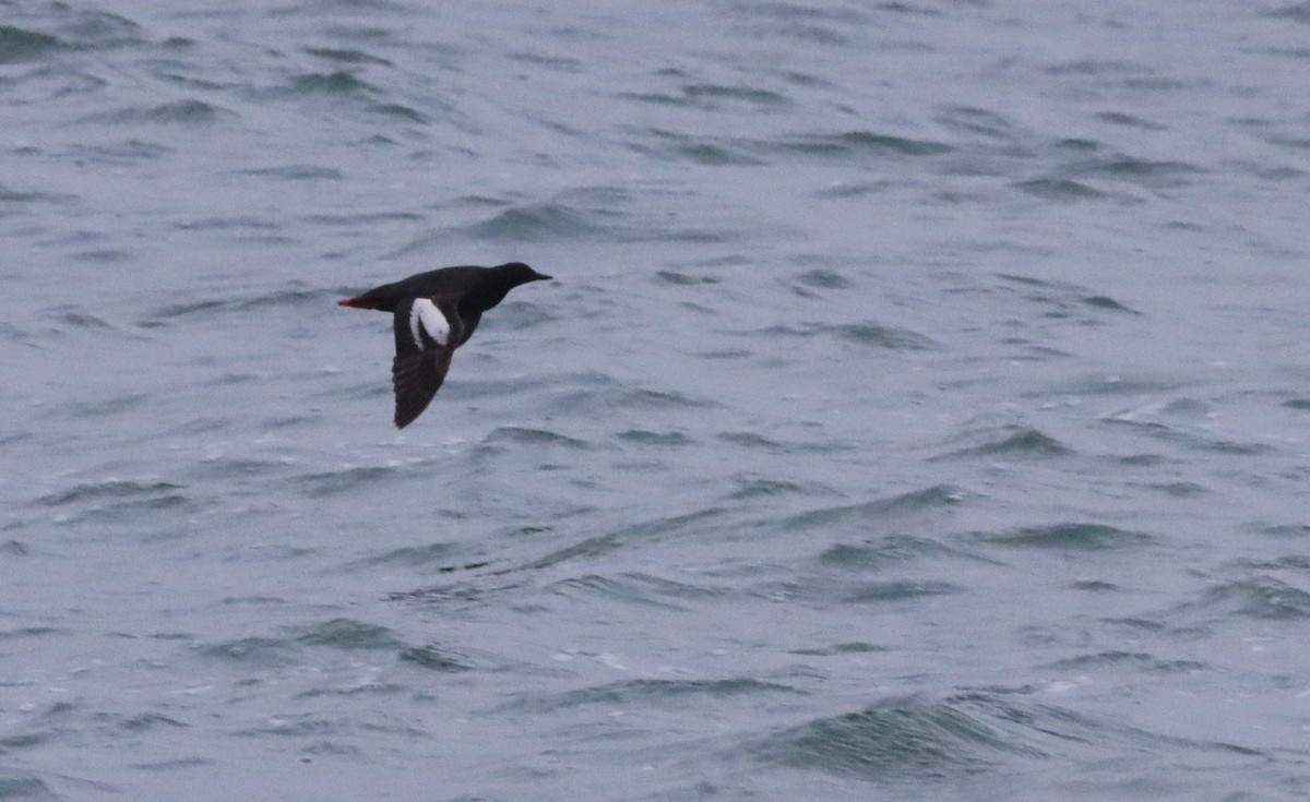 Pigeon Guillemot - ML609976283