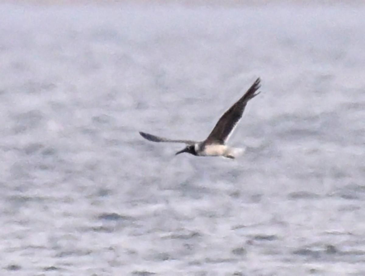 White-eyed Gull - ML609976342