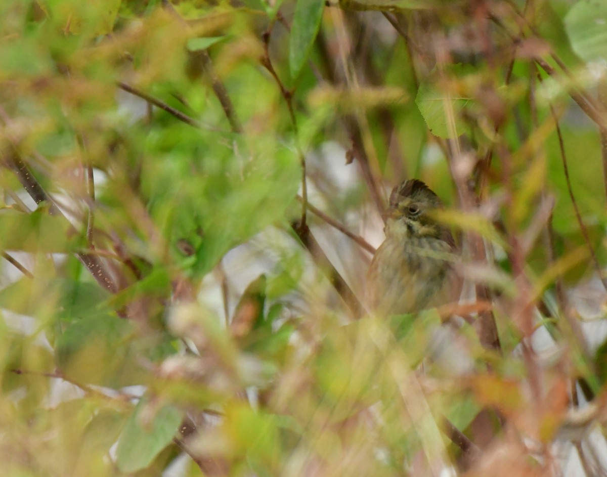 Swamp Sparrow - ML609976402