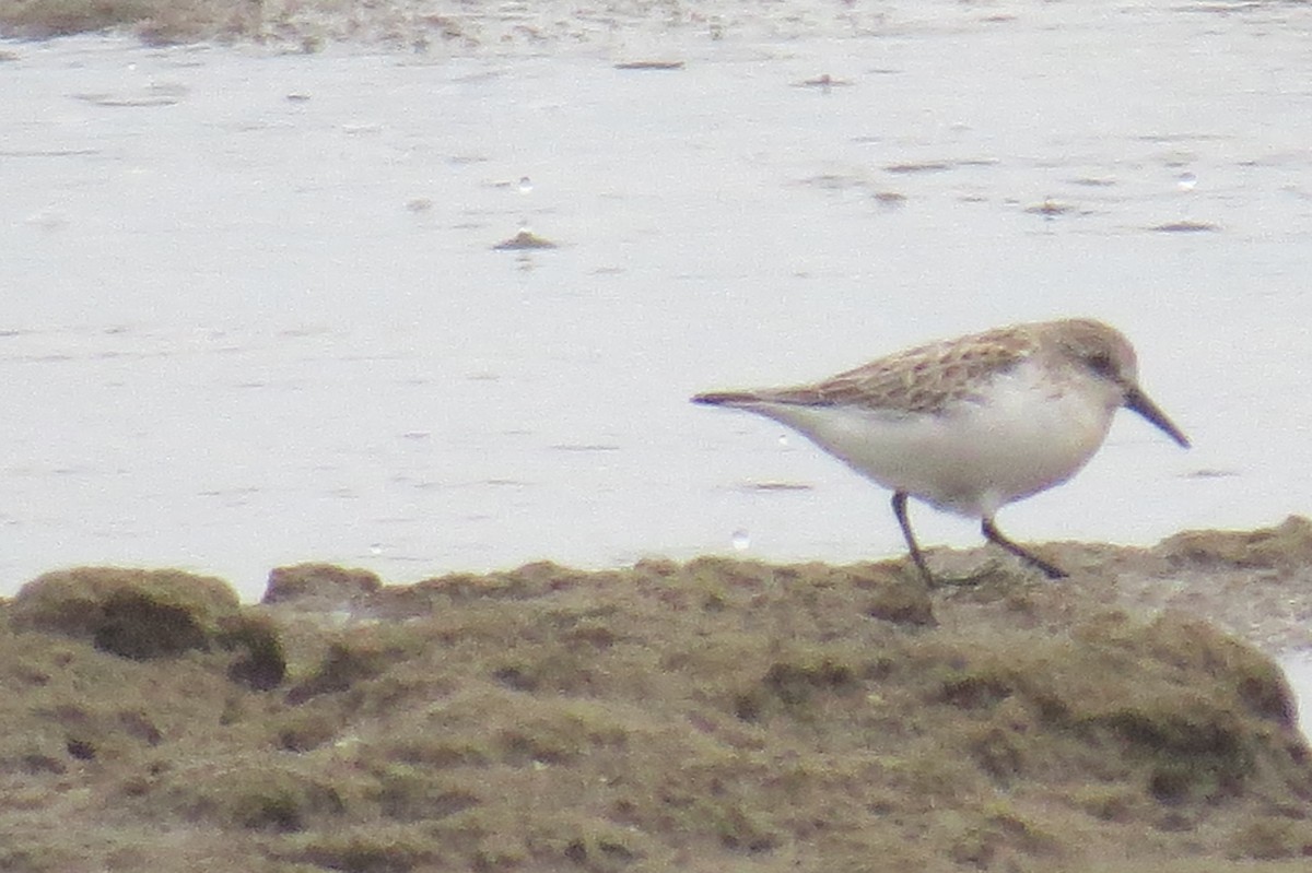 Western Sandpiper - ML609976406