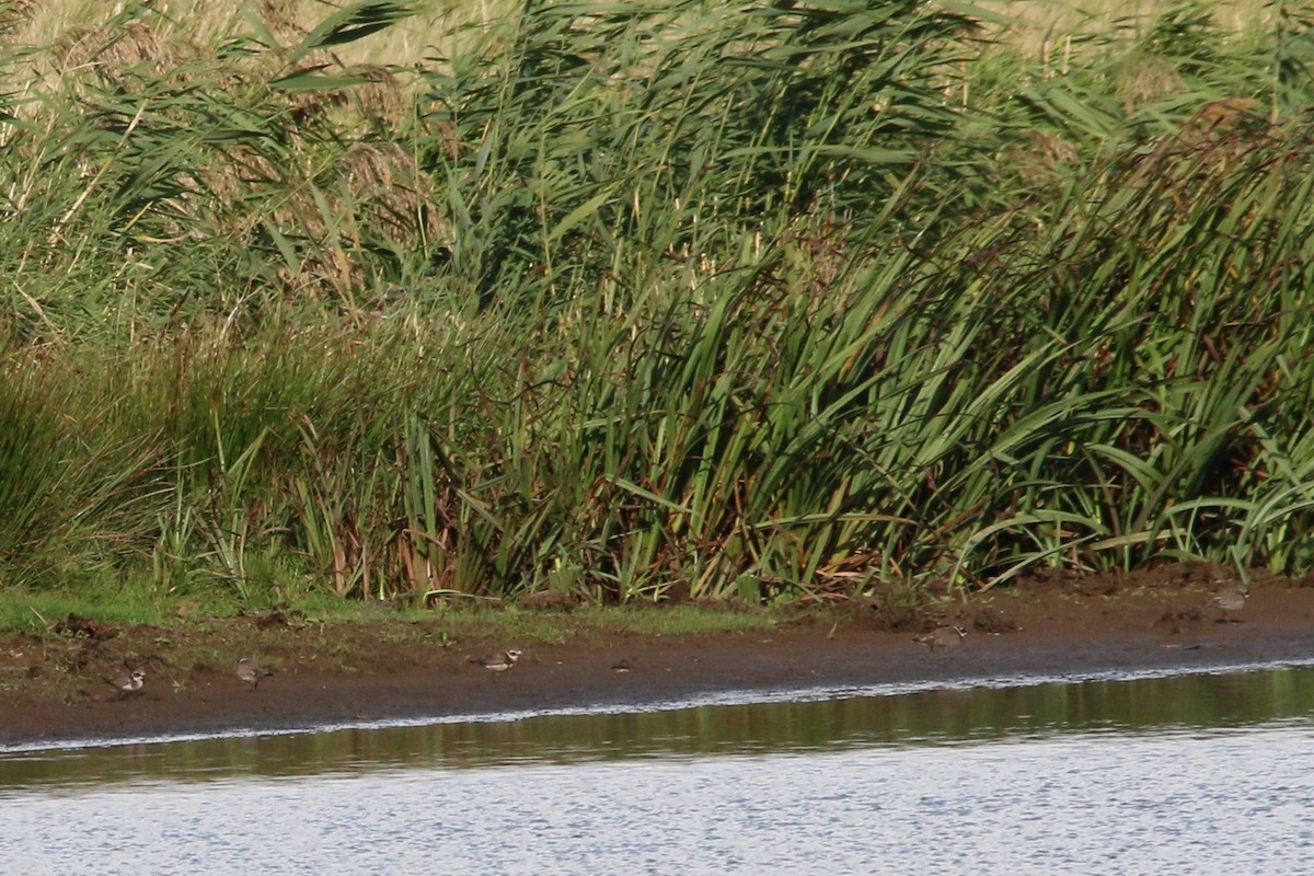 Common Ringed Plover - ML609976512