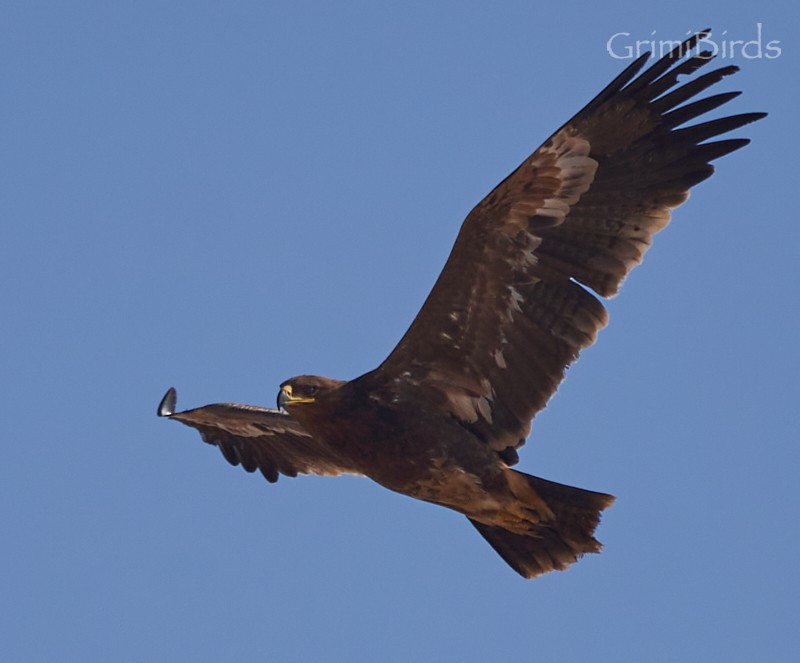 Águila Esteparia - ML609976611