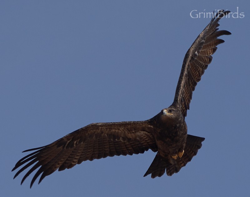 Águila Esteparia - ML609976612