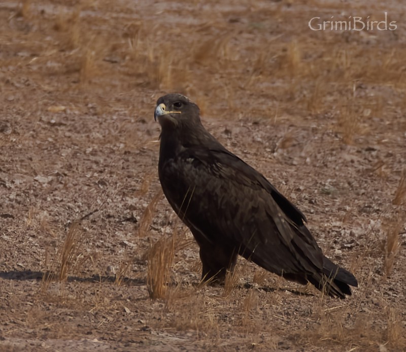 Aigle des steppes - ML609976613