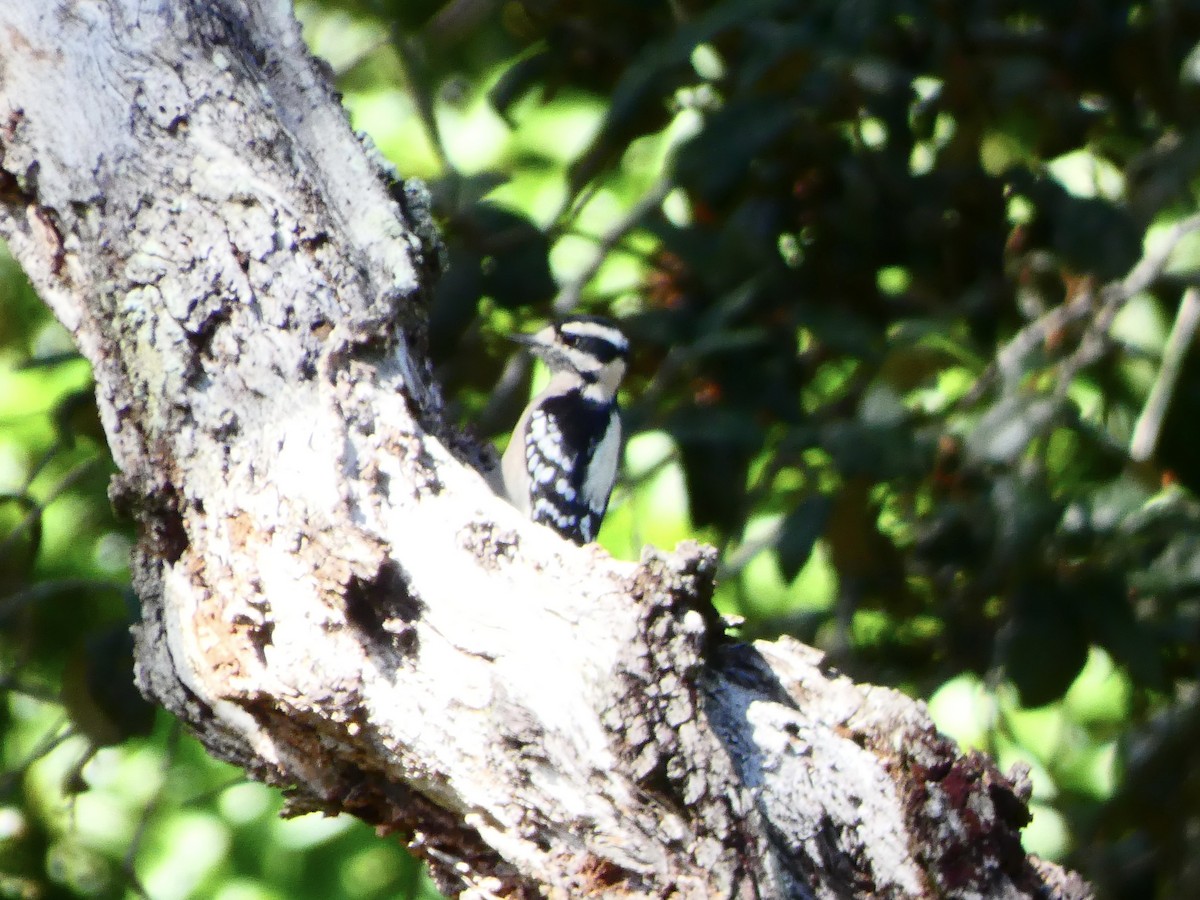 Downy Woodpecker (Eastern) - ML609976720