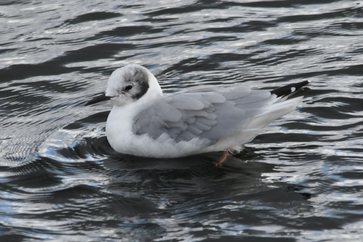 Bonaparte's Gull - Alan and Debbie Dickinson