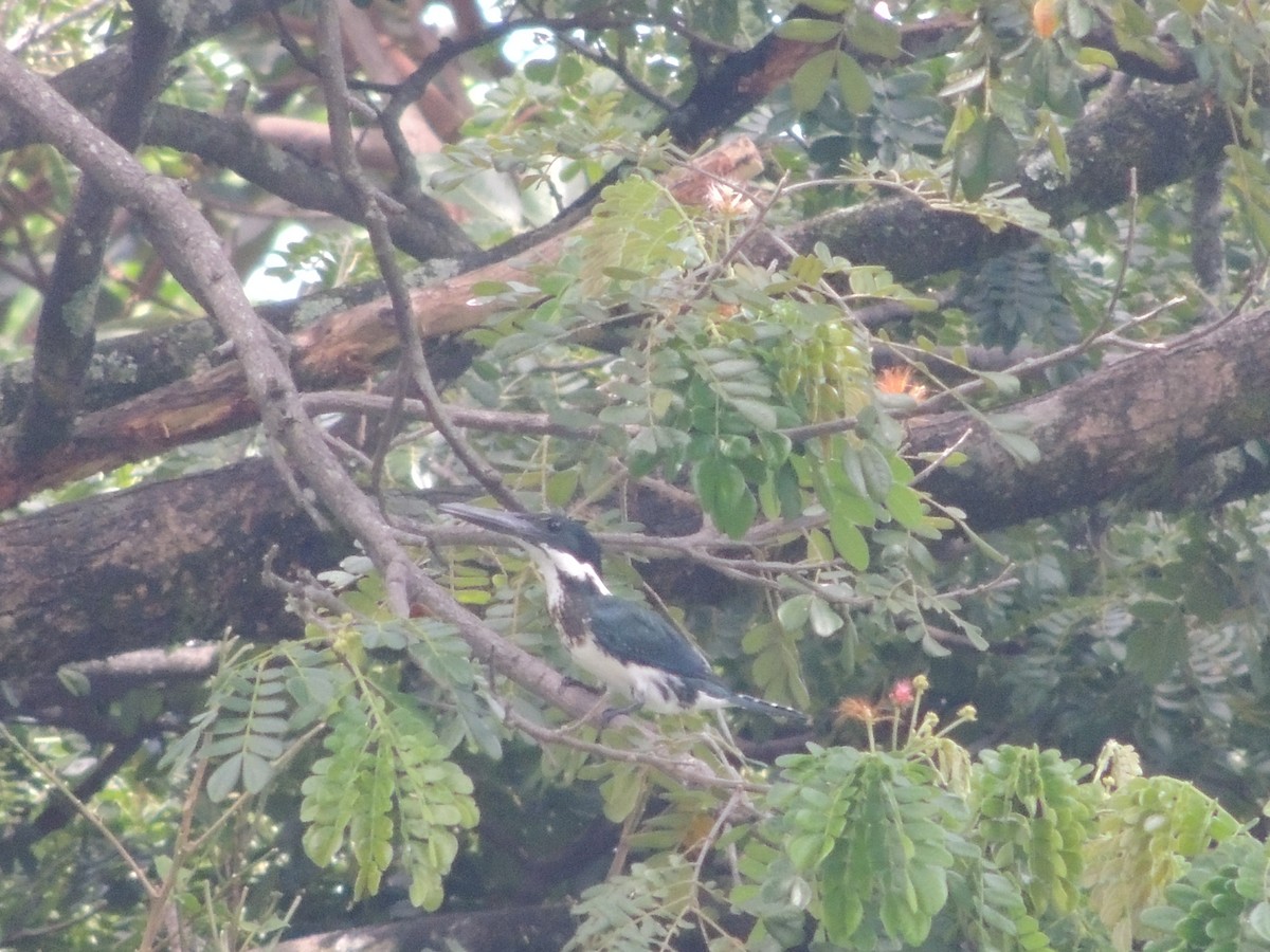 Amazon Kingfisher - ML609976796