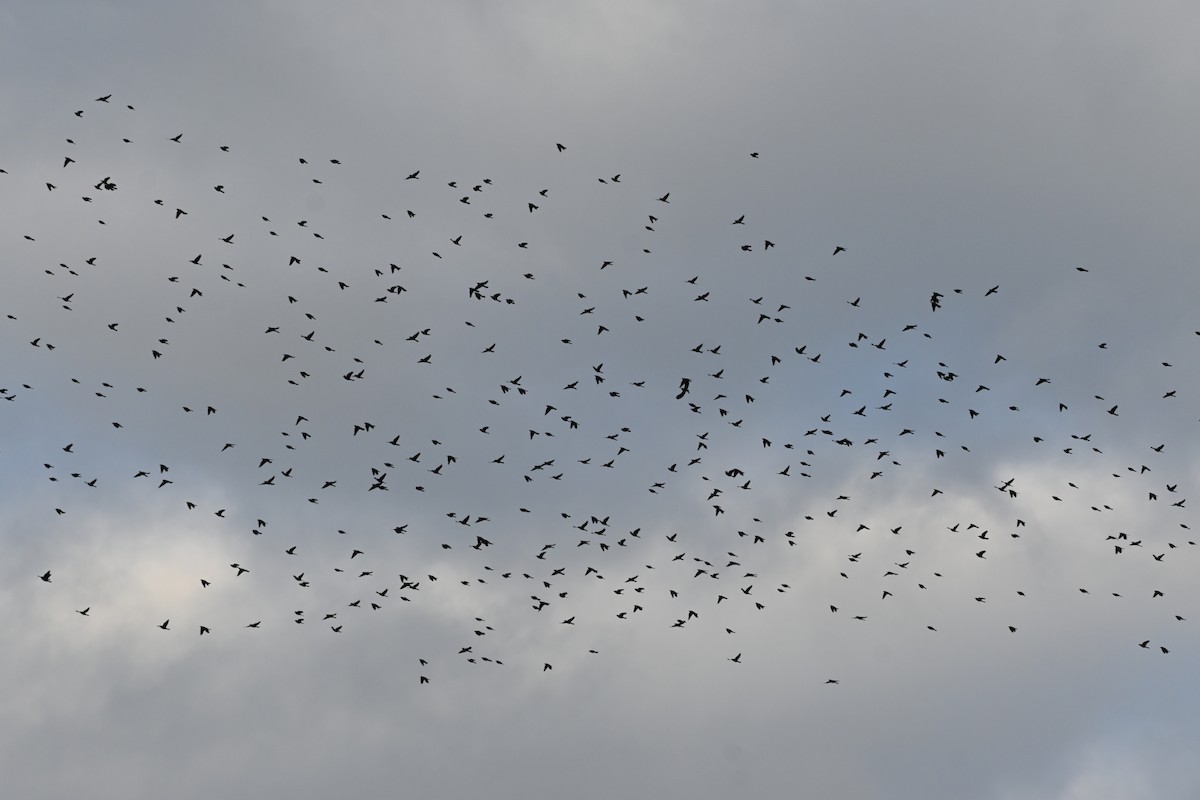 Common Grackle - ML609976849