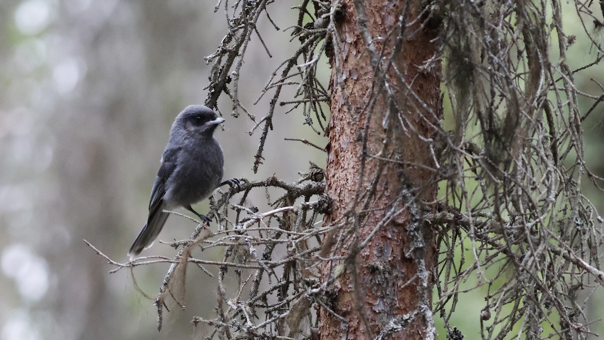 Canada Jay - ML609976866