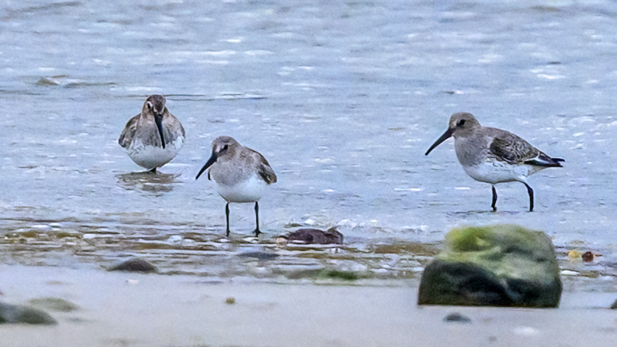 Dunlin - ML609976881