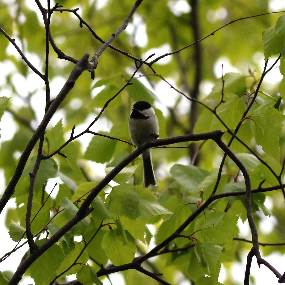 Black-capped Chickadee - ML609976884