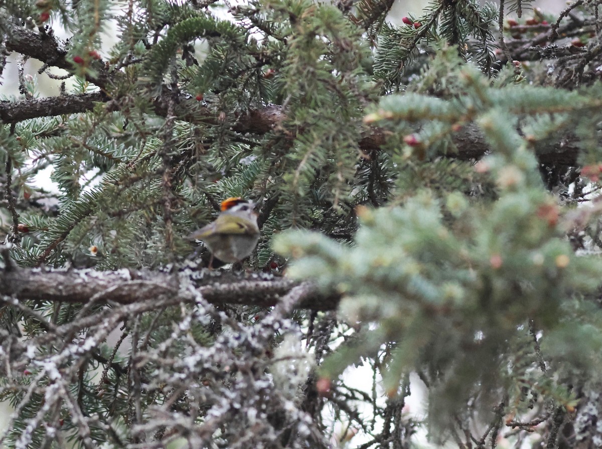 Golden-crowned Kinglet - ML609976899