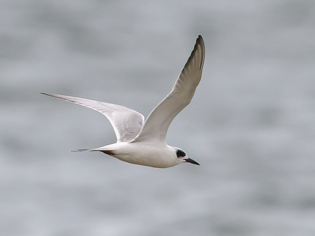 Forster's Tern - ML609976900