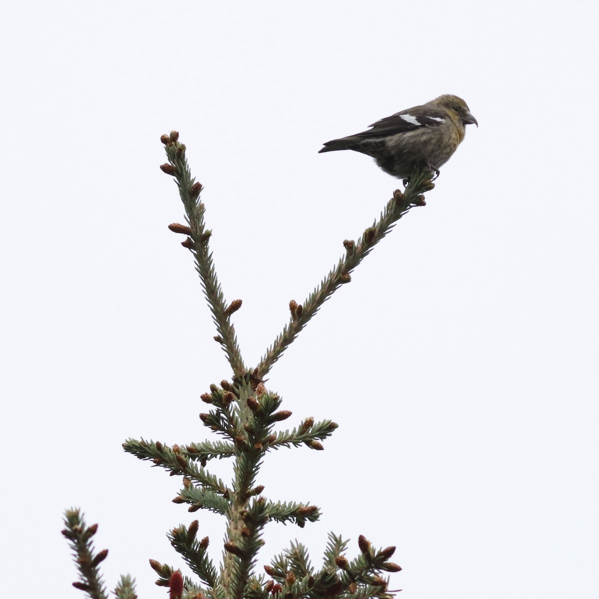 White-winged Crossbill - ML609976917