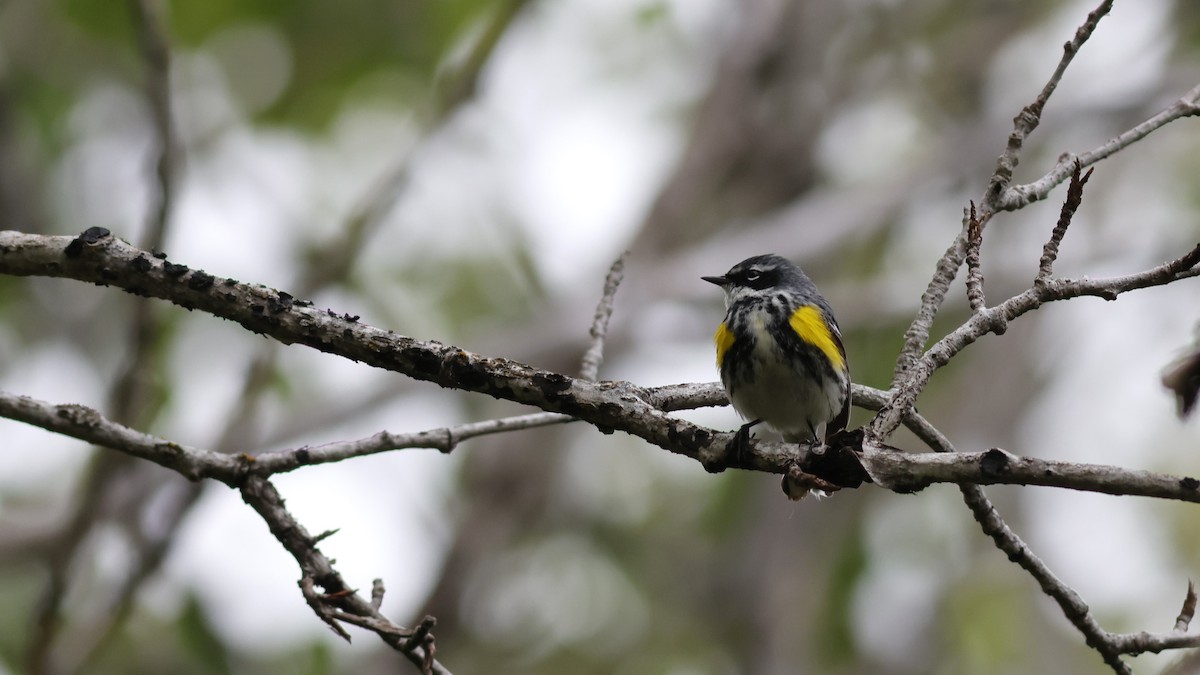 Yellow-rumped Warbler (Myrtle) - ML609976924