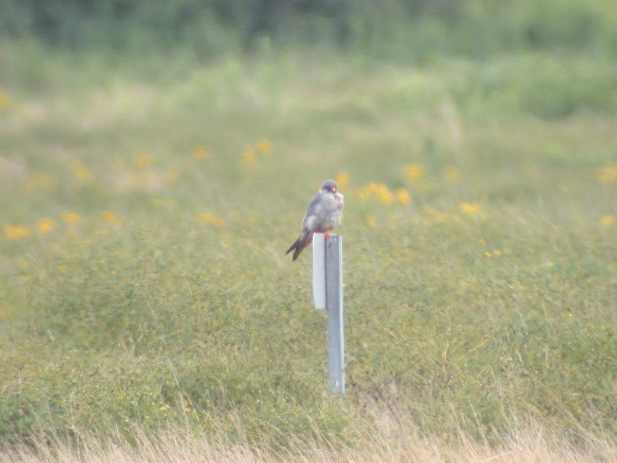 Red-footed Falcon - ML609977215