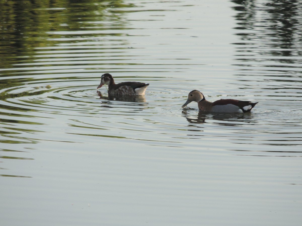 Ringed Teal - ML609977266