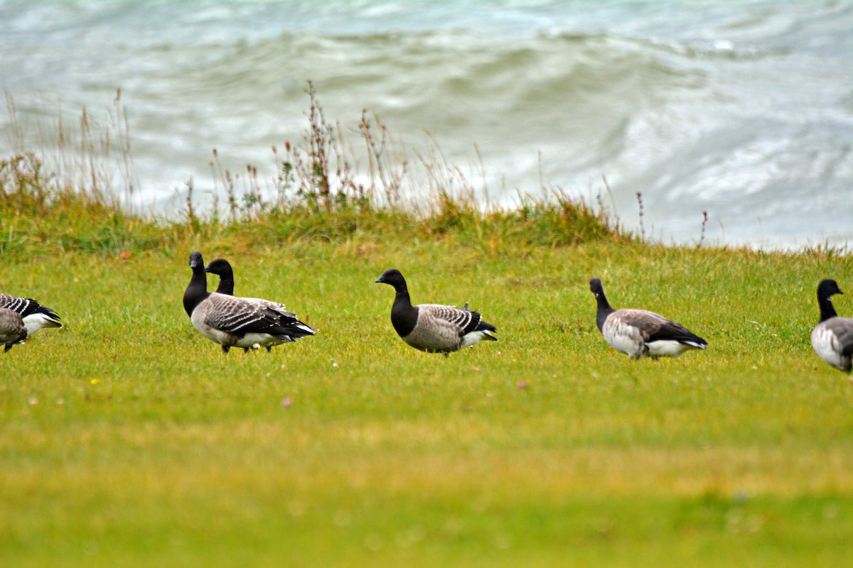 berneška tmavá - ML609977310