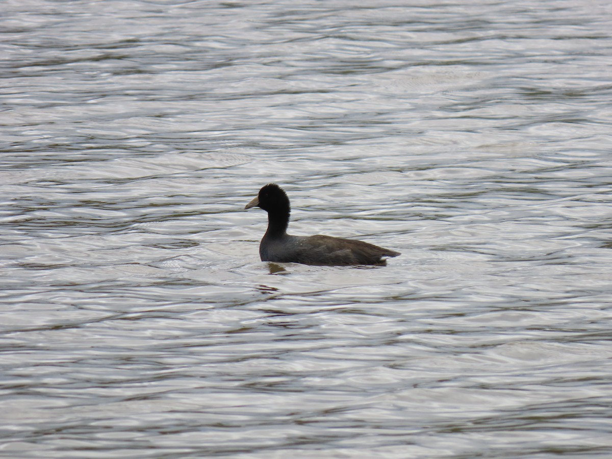 American Coot - ML609977312