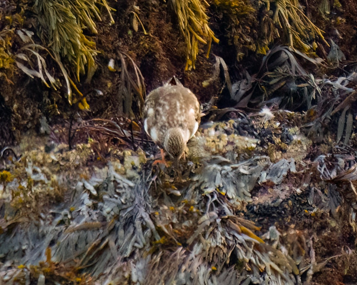 Ruddy Turnstone - ML609977339