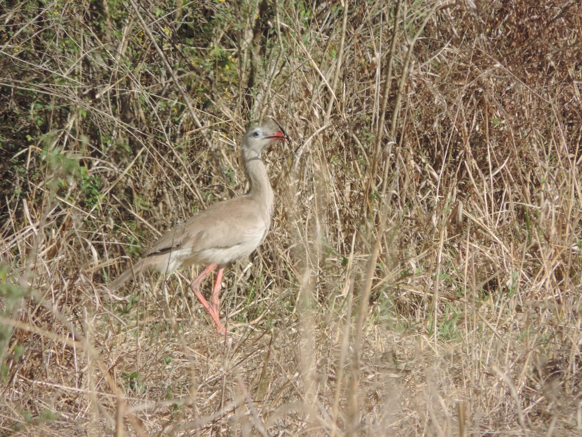 Red-legged Seriema - ML609977393