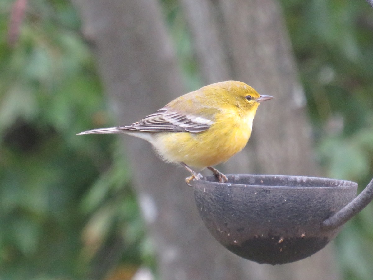 Pine Warbler - ML609977513