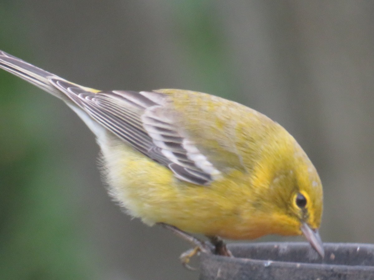 Pine Warbler - ML609977514