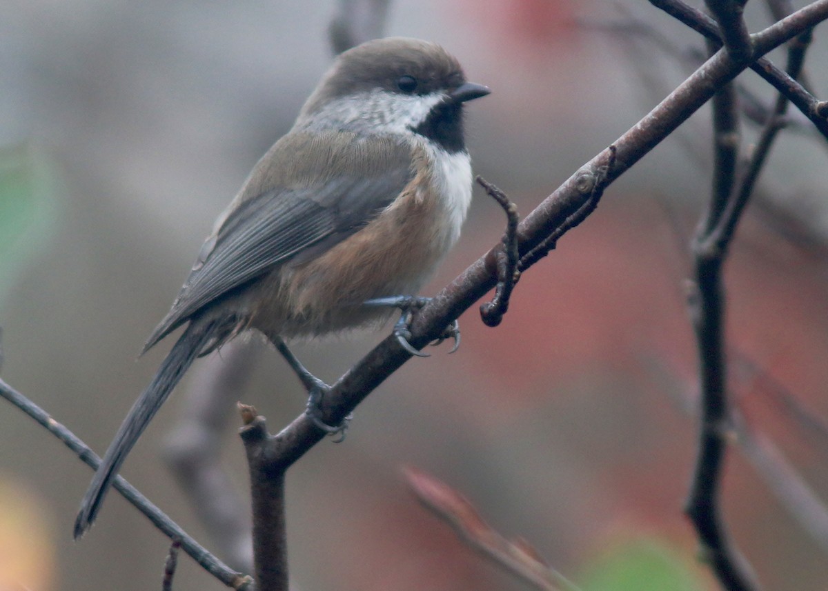 Mésange à tête brune - ML609977545