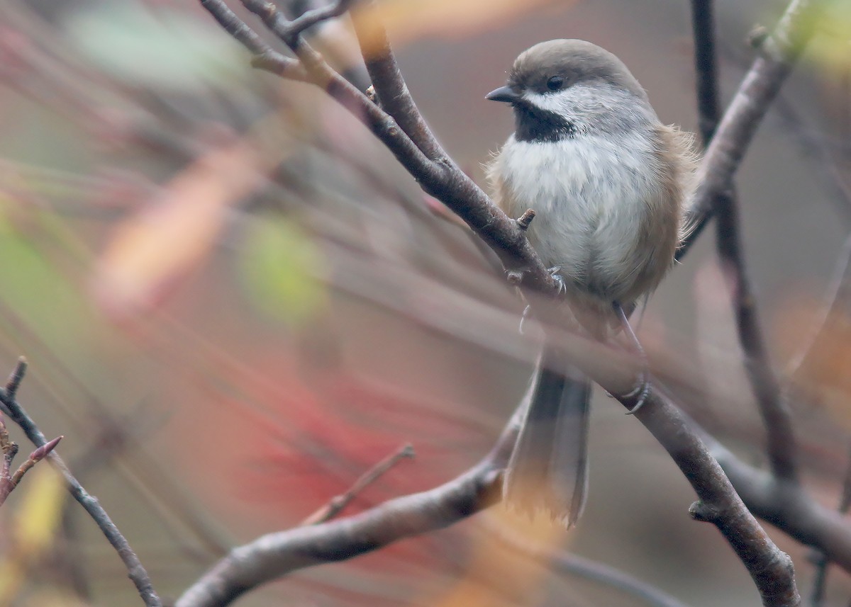 Boreal Chickadee - Jared Clarke