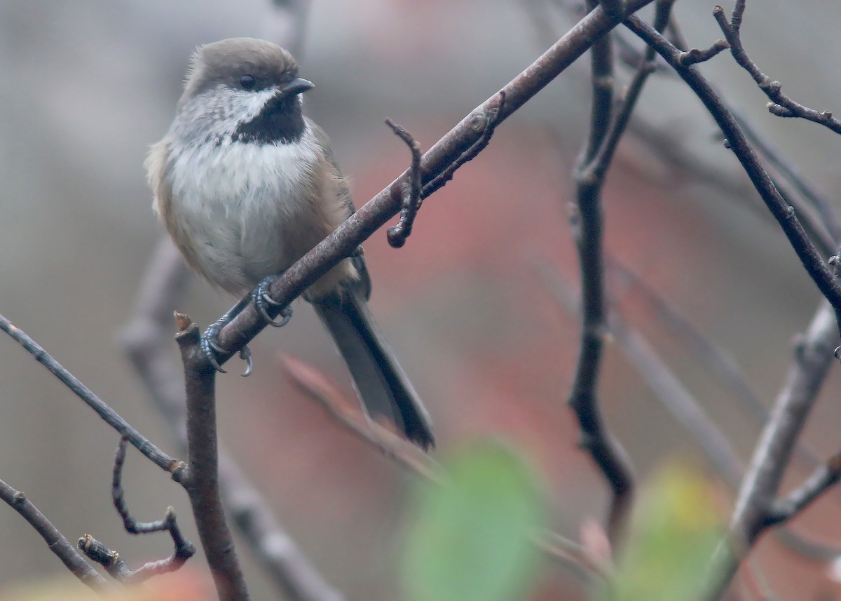 Boreal Chickadee - Jared Clarke