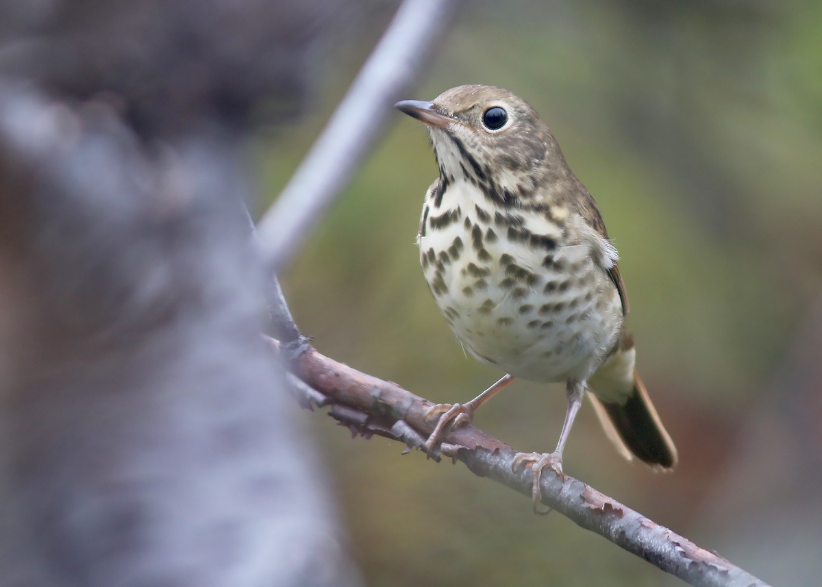 Hermit Thrush - ML609977553