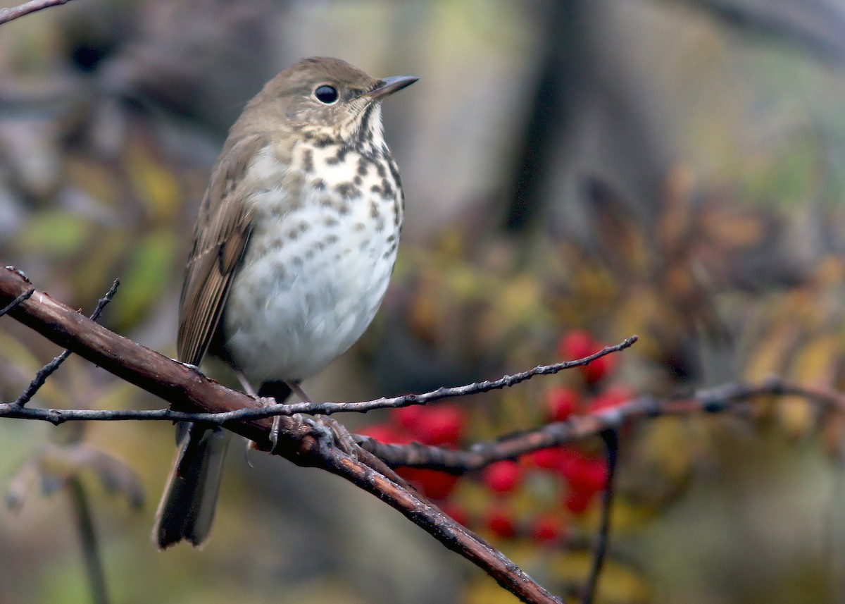 Hermit Thrush - ML609977554