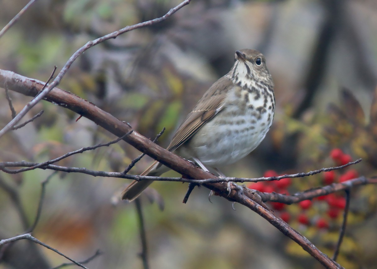 Hermit Thrush - ML609977555