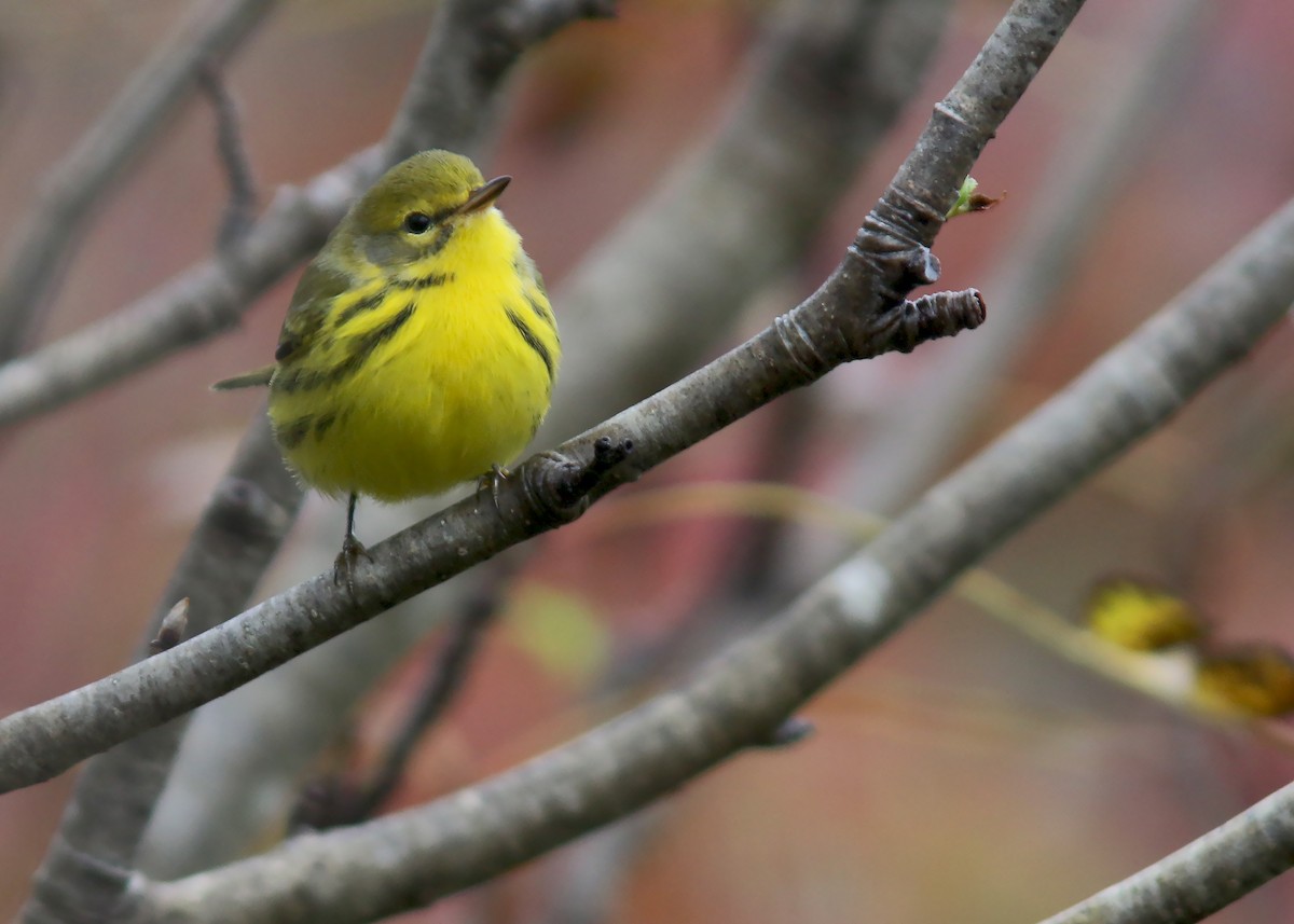 Prairie Warbler - ML609977585