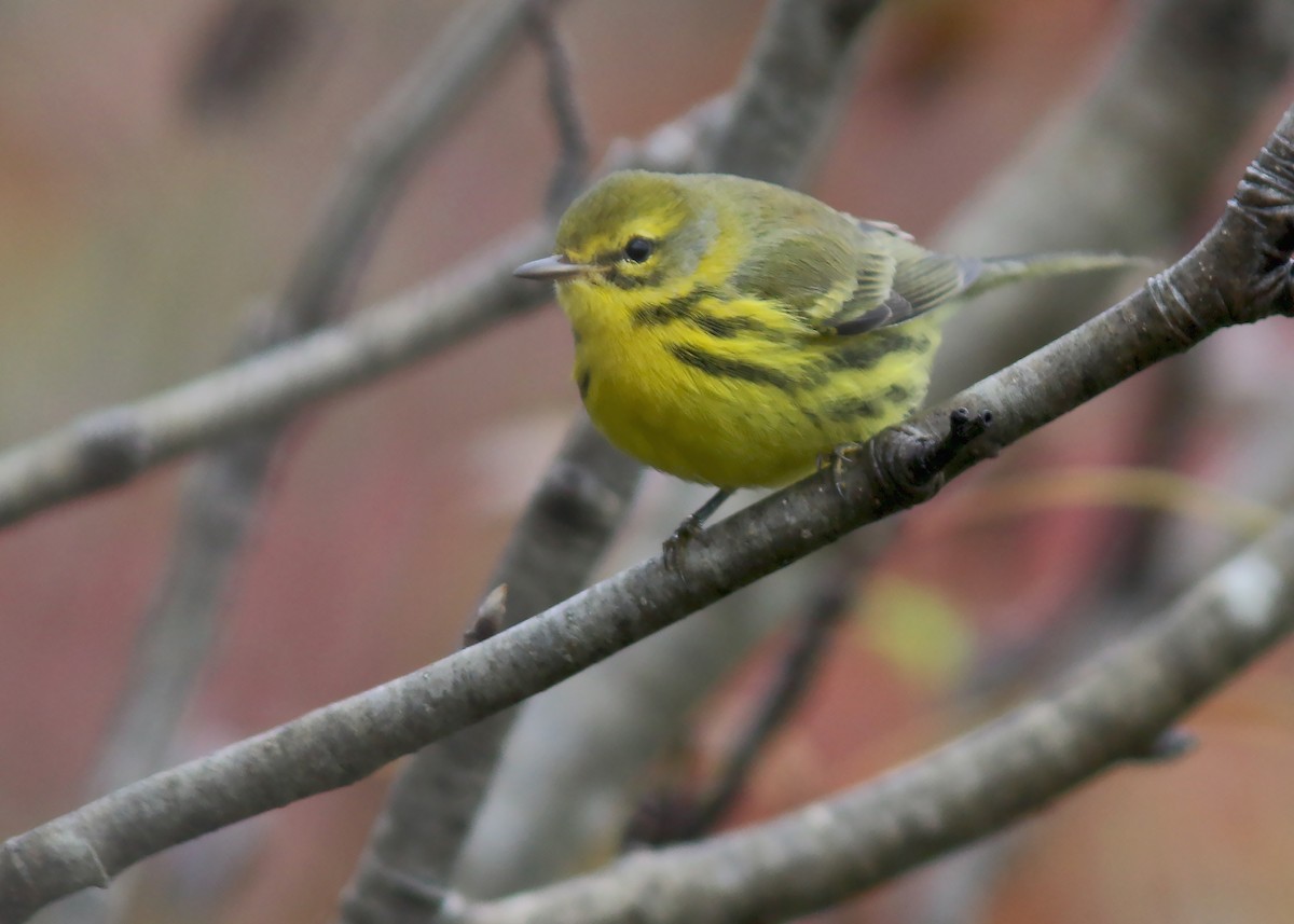 Prairie Warbler - ML609977586