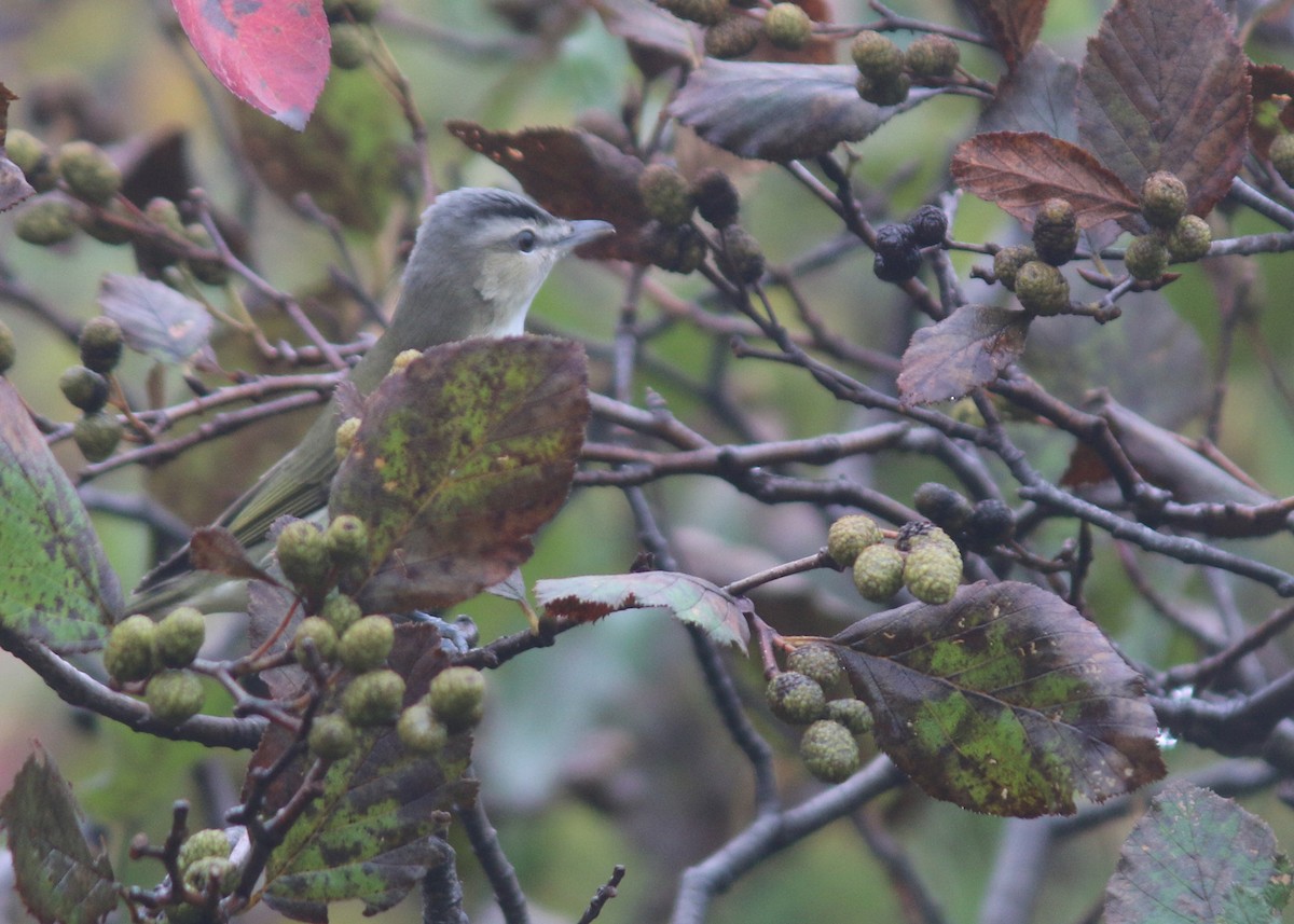 Red-eyed Vireo - Jared Clarke