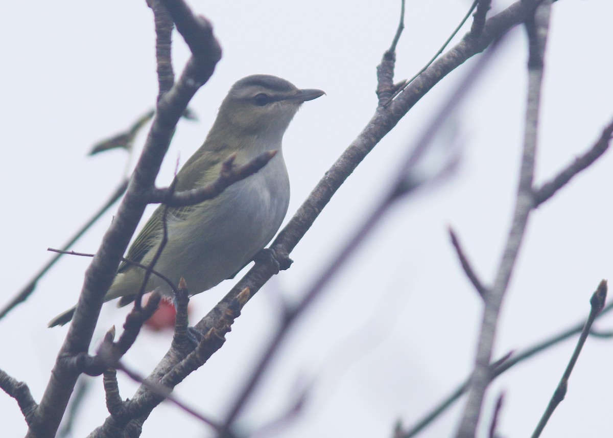 Vireo Ojirrojo - ML609977602