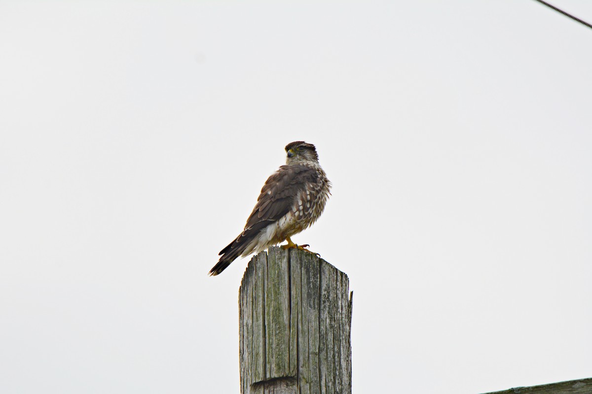 dřemlík tundrový - ML609977613