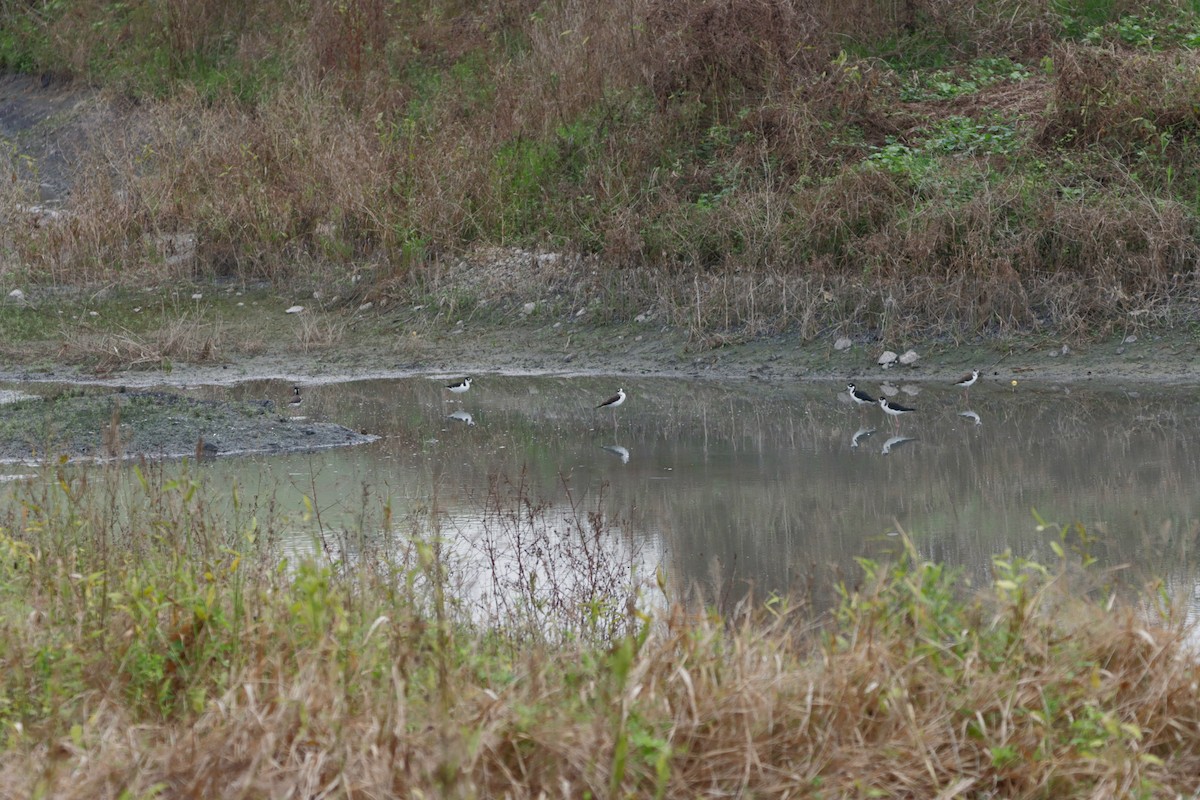 Cigüeñuela Cuellinegra - ML609977742