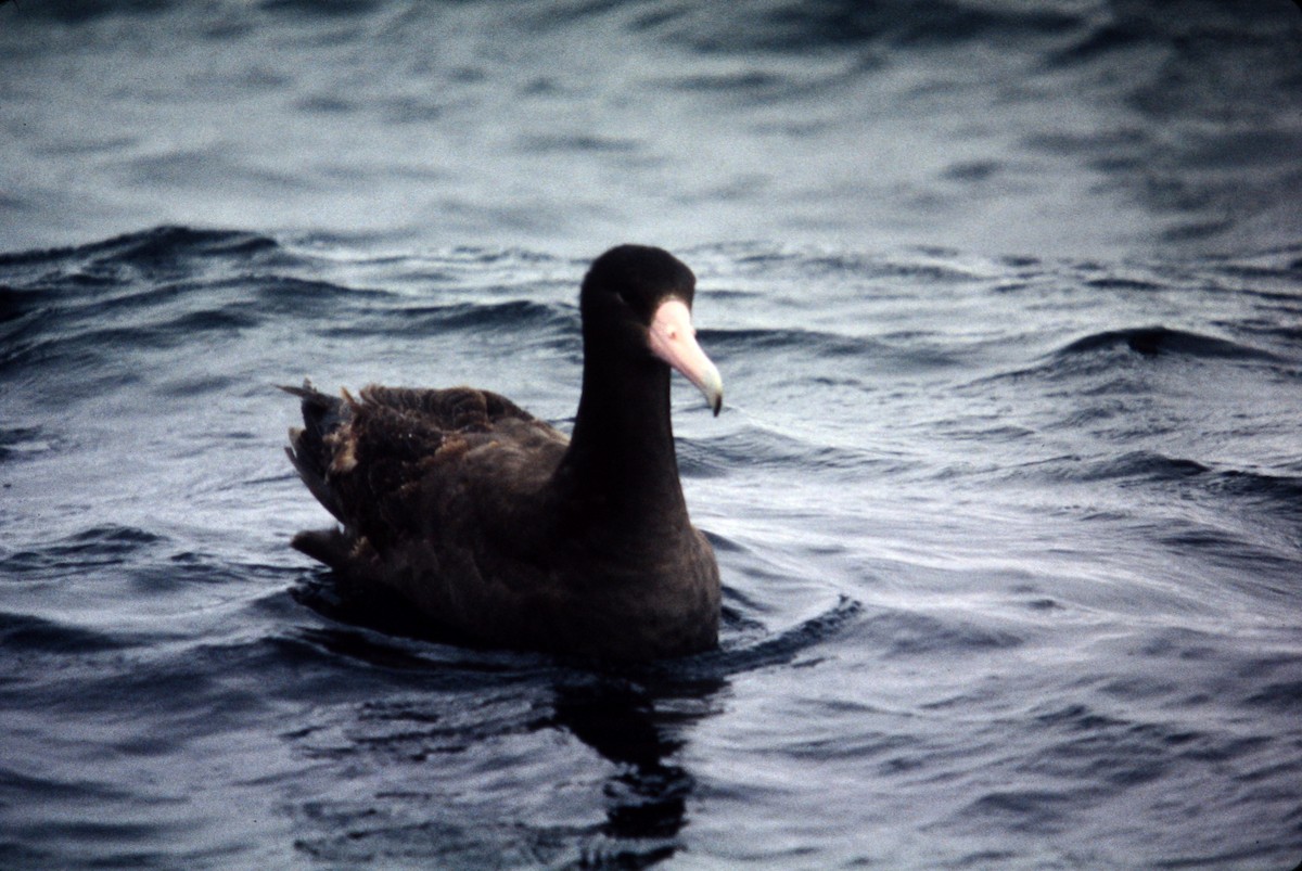 Short-tailed Albatross - ML609977775