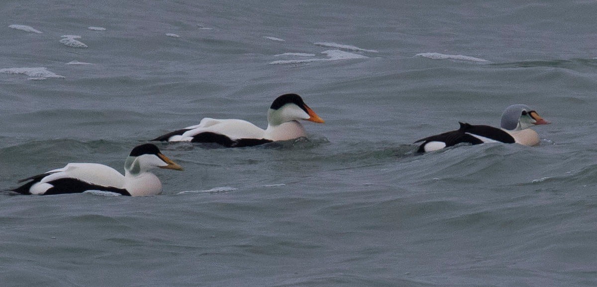 Common Eider (Pacific) - ML609977837