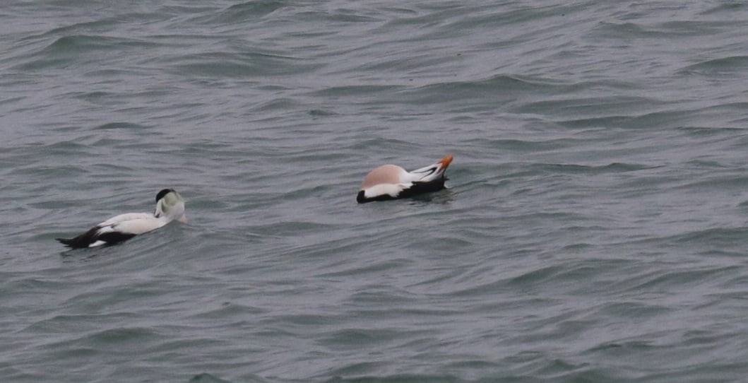 Common Eider (Pacific) - ML609977839