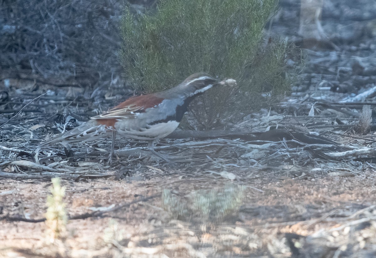 Copperback Quail-thrush - ML609977879