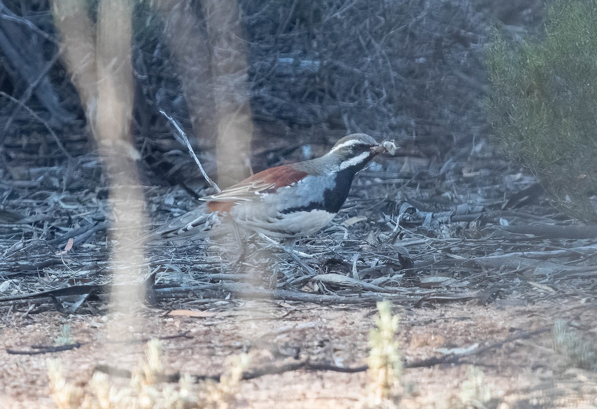 Copperback Quail-thrush - ML609977880