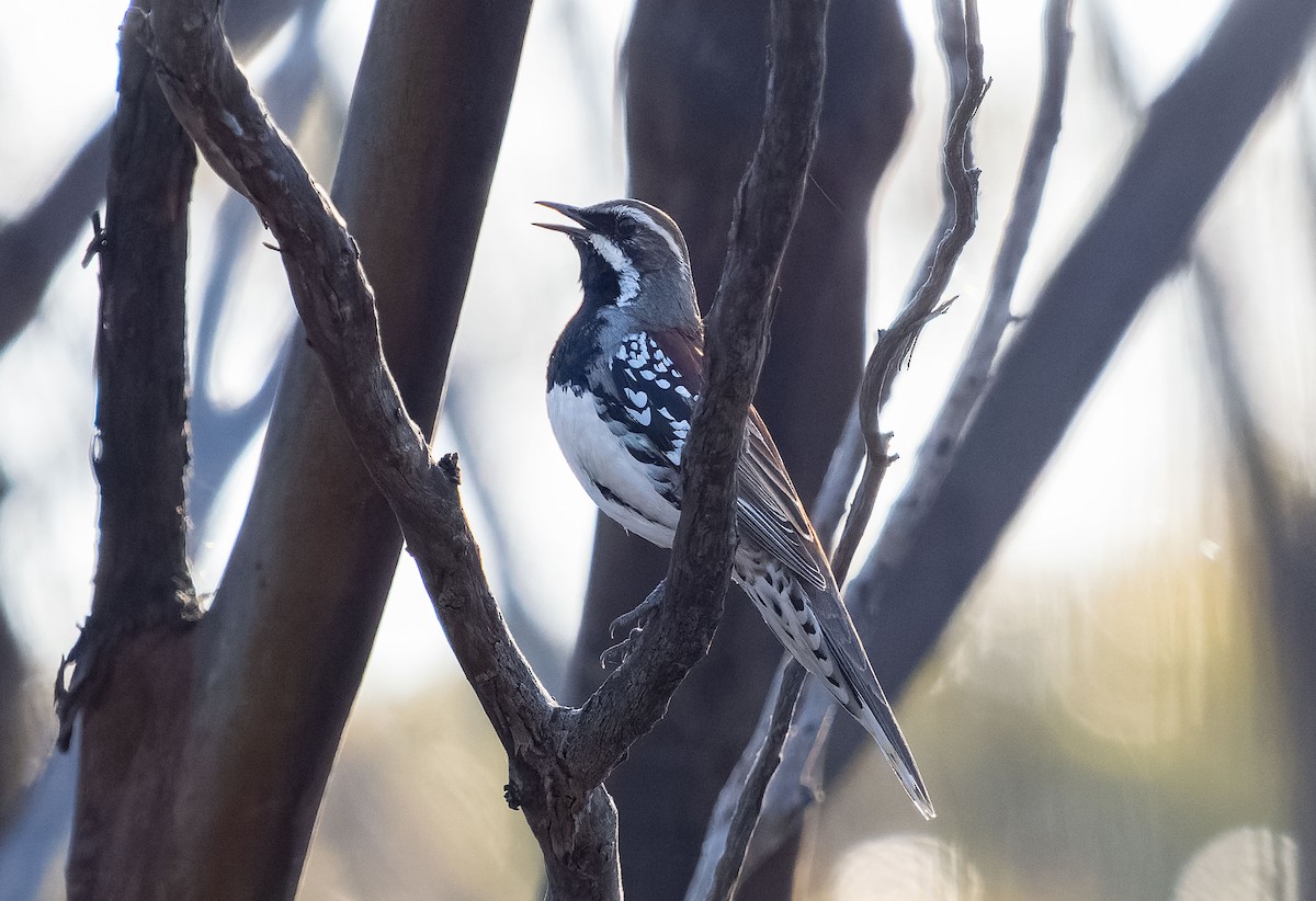 Copperback Quail-thrush - ML609977883