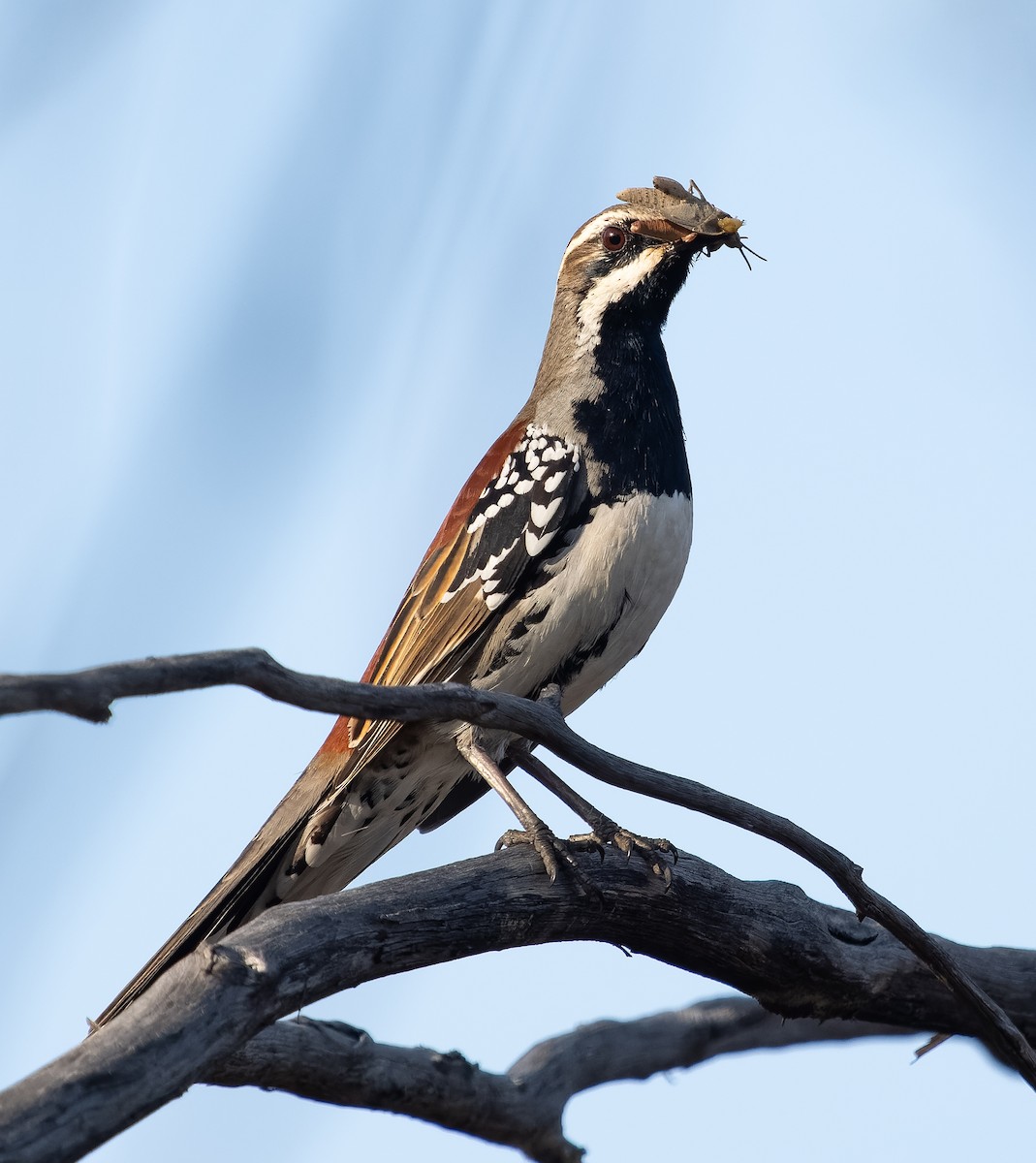 Copperback Quail-thrush - ML609977884