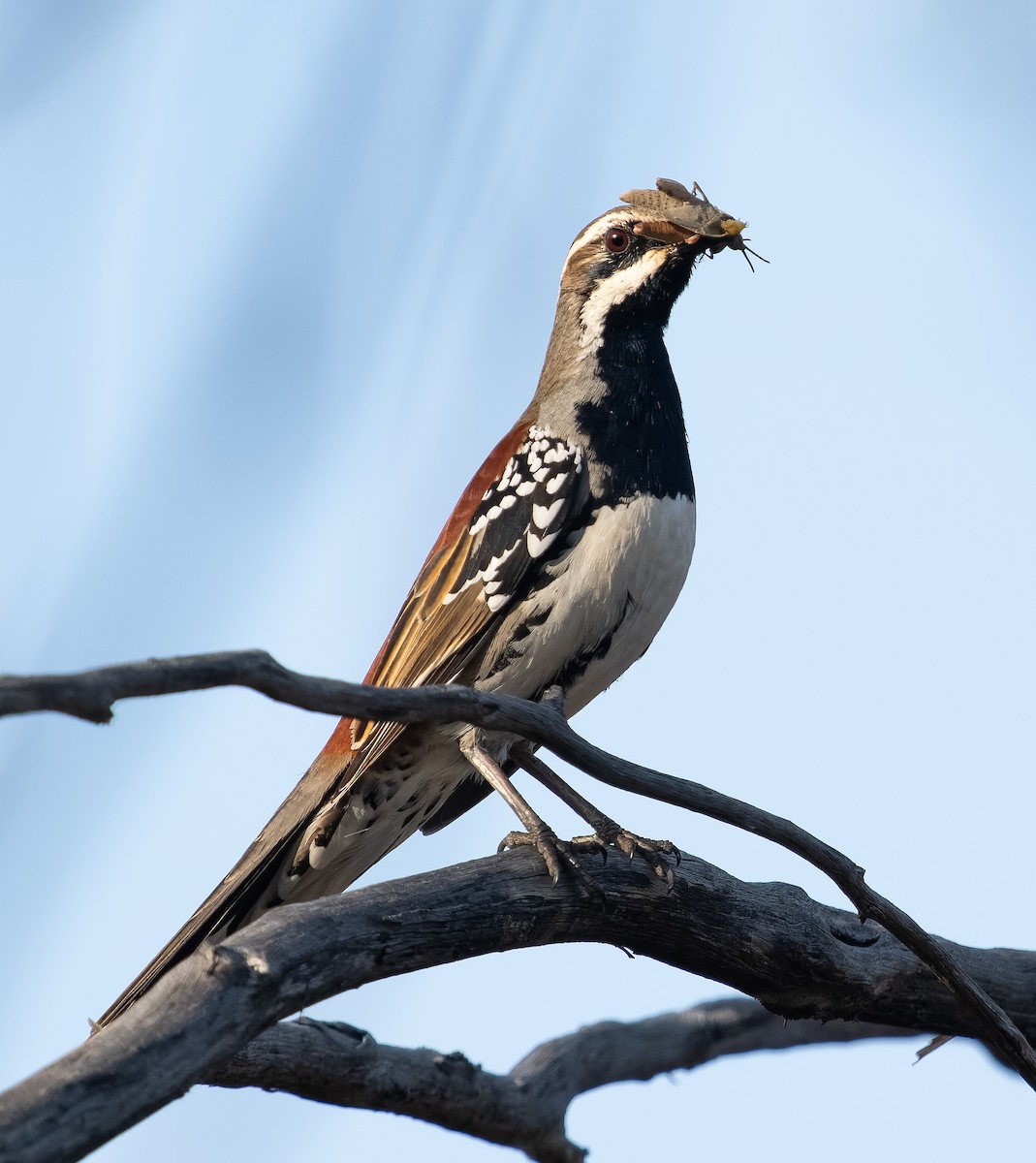 Copperback Quail-thrush - ML609977885