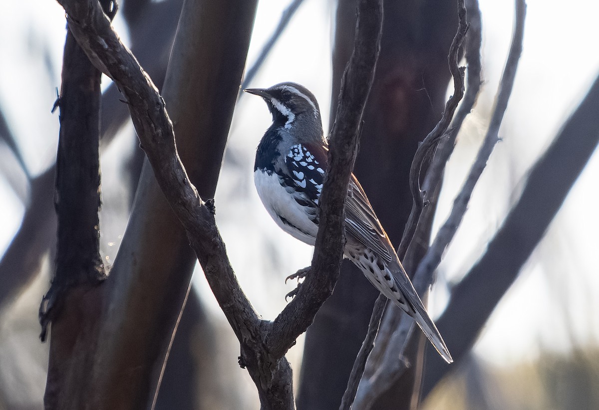 Copperback Quail-thrush - Simon Colenutt