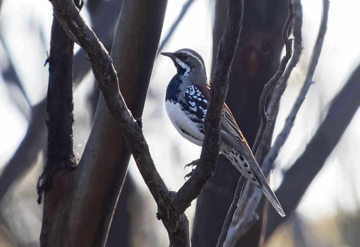 Copperback Quail-thrush - ML609977887