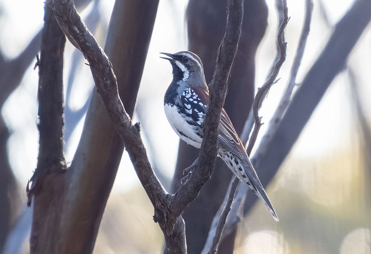 Copperback Quail-thrush - ML609977888